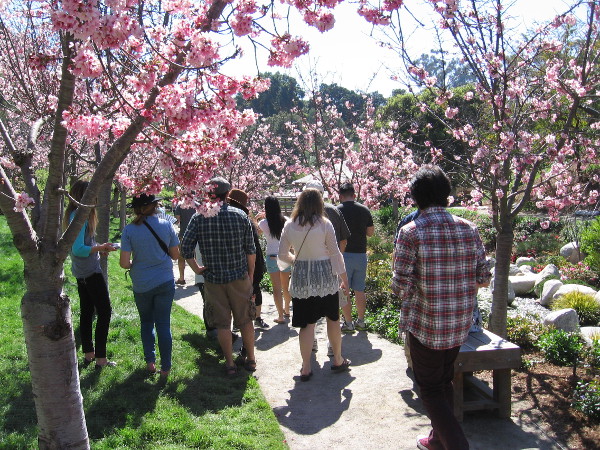 Walking through a profusion of pink flowers at the Japanese Friendship Garden during the 2017 Cherry Blossom Festival in Balboa Park.