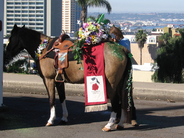 A horse is prepared in a corner of Balboa Park for San Diego's annual St. Patrick's Day Parade along Sixth Avenue.
