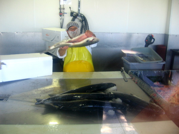 A worker holds up some fish for my camera!