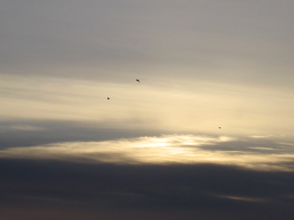 Birds above one last burst of sunlight.