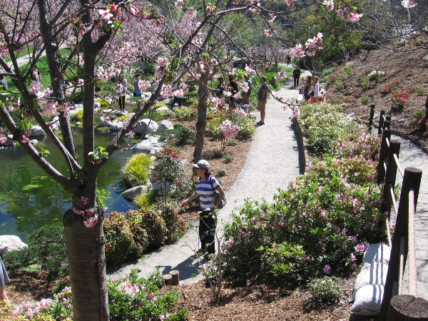 Spring cherry blossoms line the walkways and the gentle stream that runs through the garden's canyon.