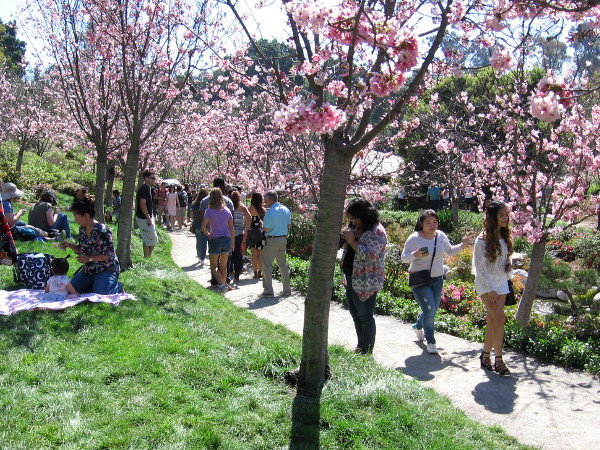 But, of course, the Japanese cherry trees are the star of the show. Crowds walk through bursts of pink flowers and enjoy the green grass.