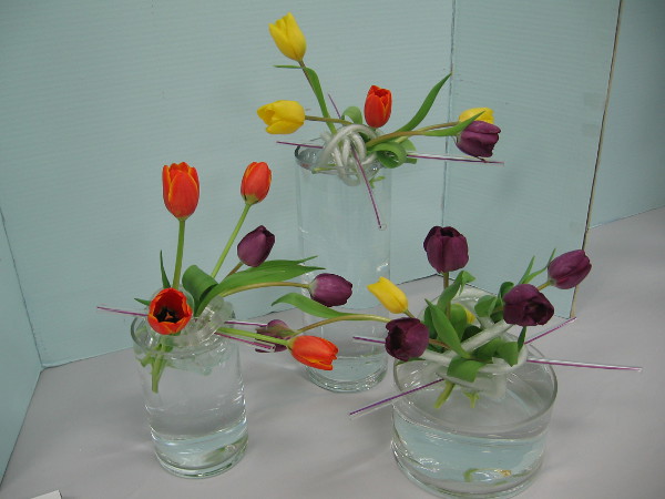 Tulips, like colorful fireworks!