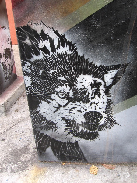 Arresting street art in Normal Heights. A snarling wolf.