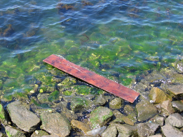 I saw this below in the water and had to take a photo. Love the color.