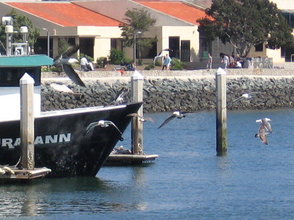 Gulls swirl about hoping for fish scraps.