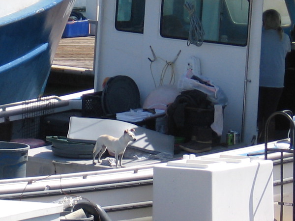 Another nearby boat is home to a curious dog.