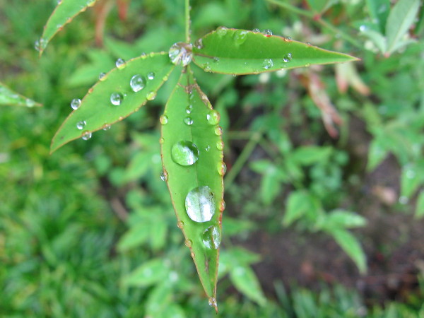 Raindrops on leaves at the Japanese Friendship Garden in Balboa Park.
