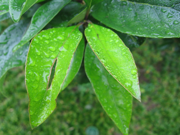 Wet, bright green leaves.