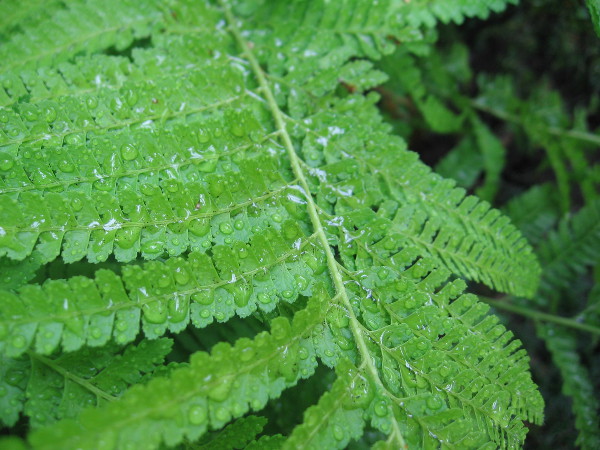 Droplets on a fern, like a curtain of beaded diamonds.