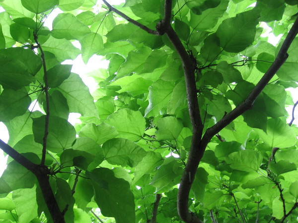 Sunlight through magical layers of green.