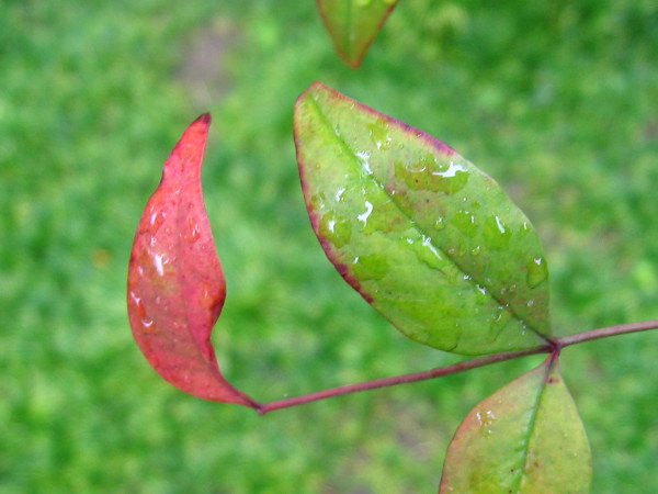 More simple beauty at the always wonderful Japanese Friendship Garden.