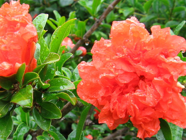 Fragile blooms encrusted with crystal-like rain.