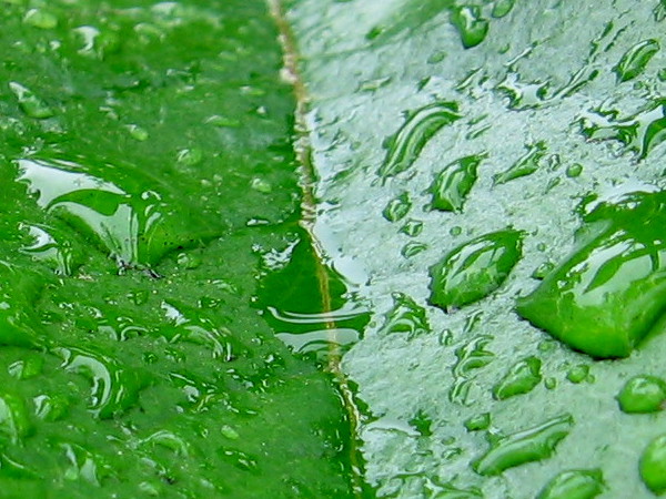 Smooth forms of beaded water on a sloping leaf.