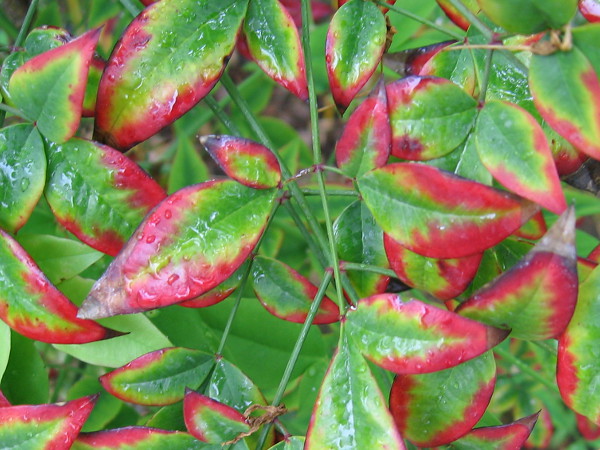 One photograph of beauty in a special garden, on a rainy day in San Diego.