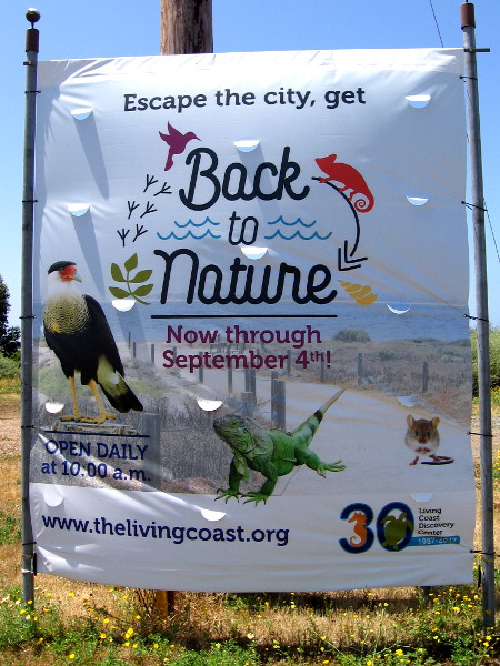 The Living Coast Discovery Center, located in the Sweetwater Marsh Unit of the San Diego National Wildlife Refuge, is where to get Back to Nature.