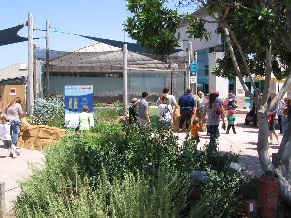 People near the green sea turtle exhibit at the front of the Living Coast Discovery Center.