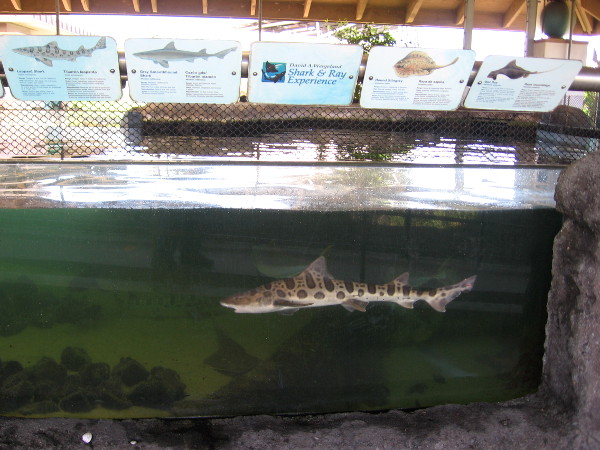 A leopard shark. They are plentiful in the waters off San Diego.