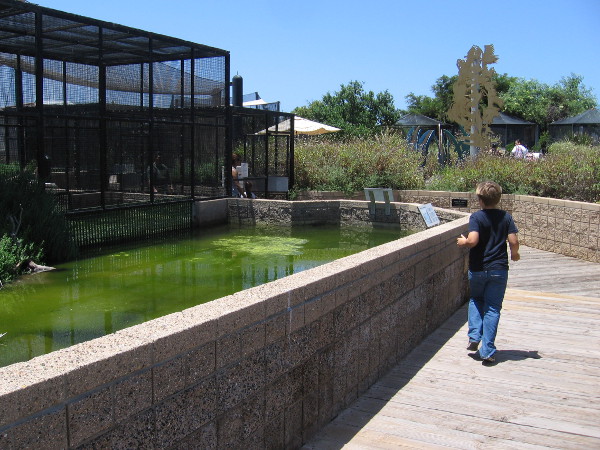 Enclosures in the aviary area contain clapper rails, shorebirds and ducks.