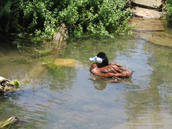A blue-billed ruddy duck swims in a pool of water at the Living Coast Discovery Center.