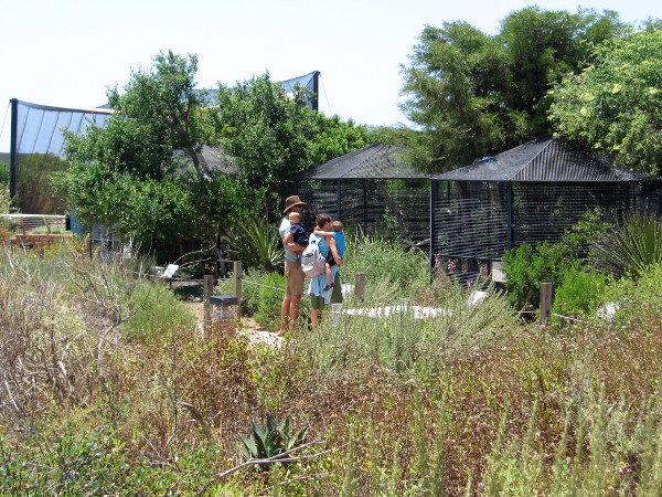 In other parts of the aviary area one can see vultures, hawks, eagles and owls.