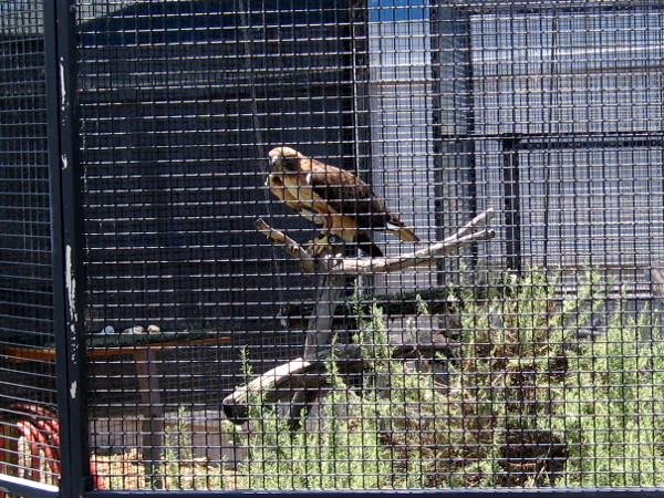 A red-tailed hawk.