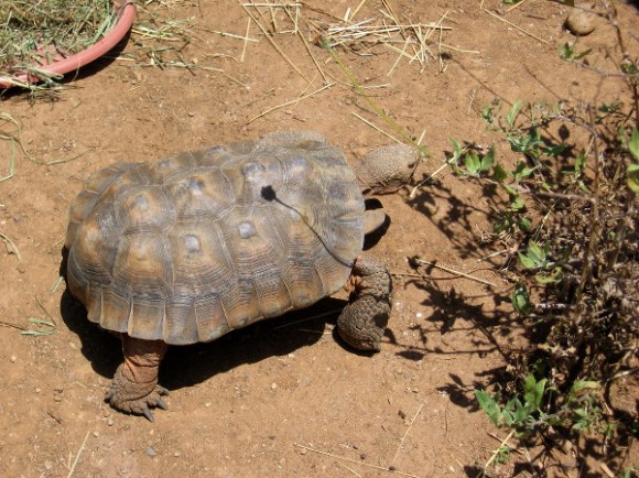 A tortoise take a slow stroll outside the Living Coast Discovery Center.