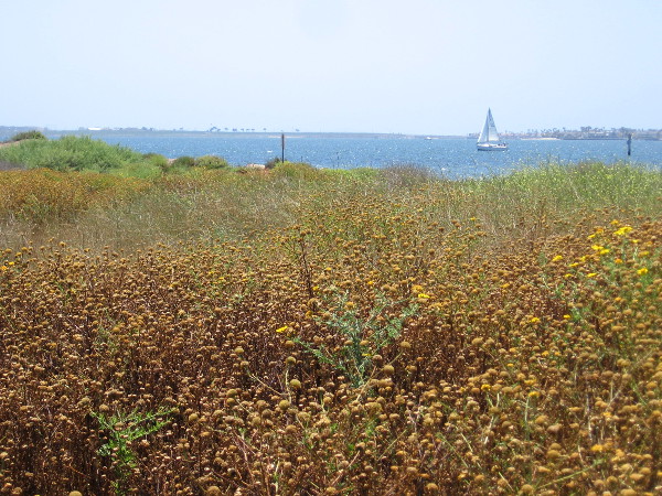 A sail on the bay beyond a drying field of San Diego Sunflowers.