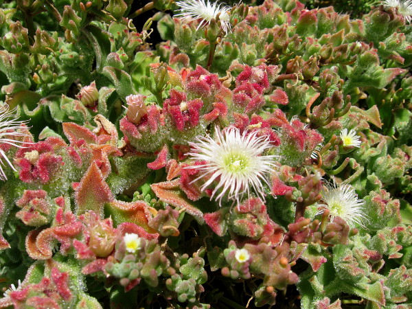 Mesembryanthemum crystallinum, or crystalline ice plant, is salt tolerant. My hike through the marsh produced some beautiful surprises.