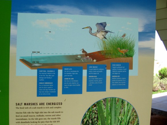 Different forms of life can be found in subtidal channels, mudflats, the low march and high marsh. The changing tide allows birds to feed and varied species to thrive.
