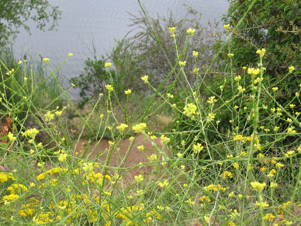 I believe this is wild mustard. Various flowers could be seen along the trail.