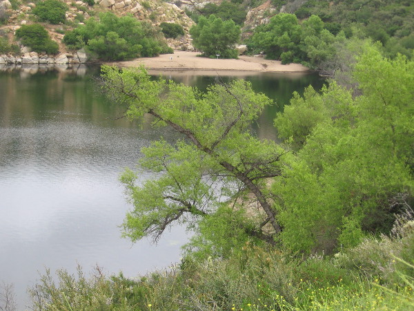 Bright green foliage above silver water.