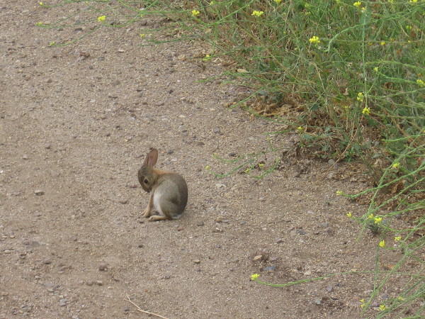 A small bunny is out on the trail.