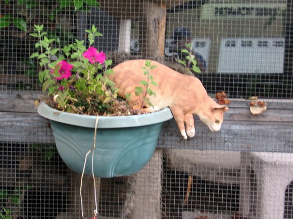 This realistic cat is ready to jump from a flower pot.
