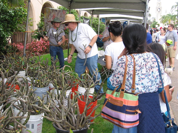 The Southern California Plumeria Society had a very active booth.