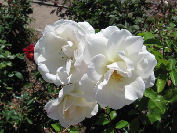 A spring bloom in Coronado.