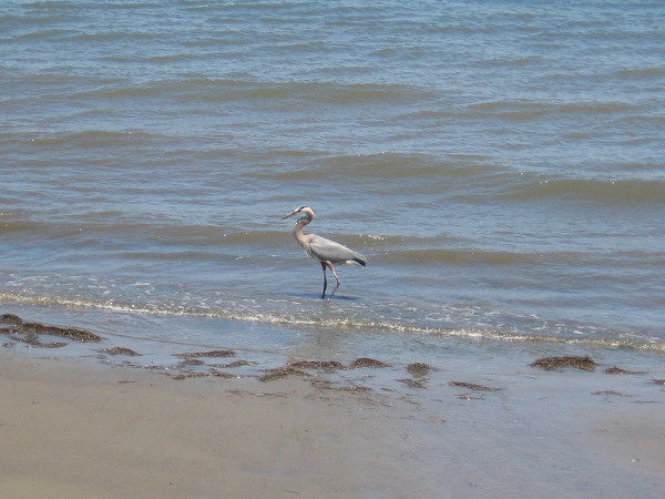 I believe this fellow down by the water is a great blue heron.