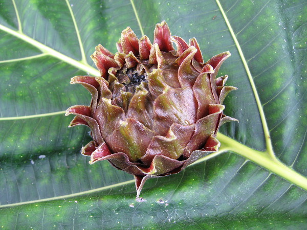 I learned this is a fig atop a huge Ficus dammaropsis leaf.