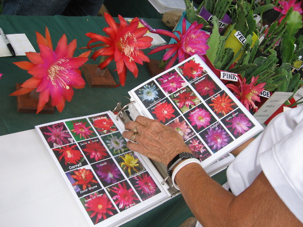Gorgeous blooms were being shown by the San Diego Epiphyllum Society.