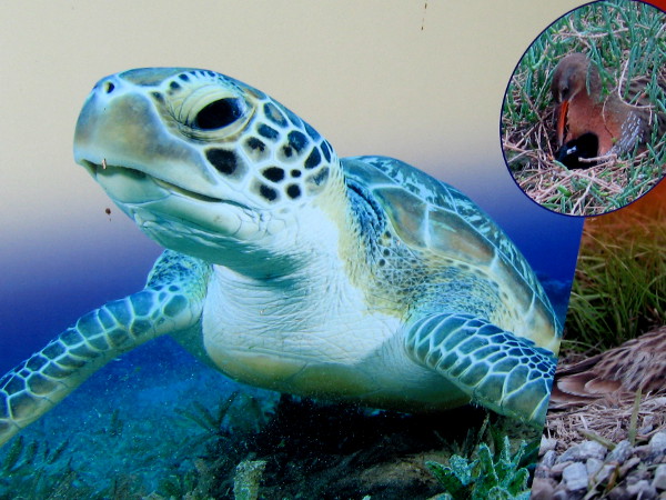 A green sea turtle, one of those residents of San Diego Bay!