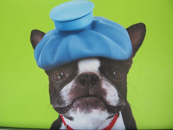 A dog with a sore head. A fun image on the side of downtown San Diego's Banfield Pet Hospital.