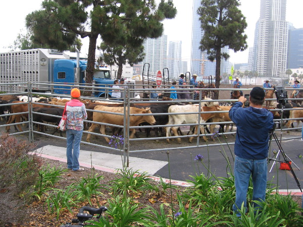 A temporary corral set up by Ruocco Park contained about 200 head of cattle.