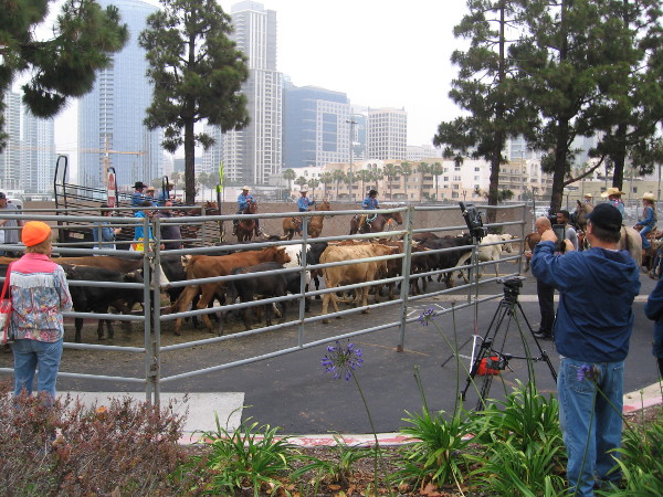 Here they go, starting down Harbor Drive!