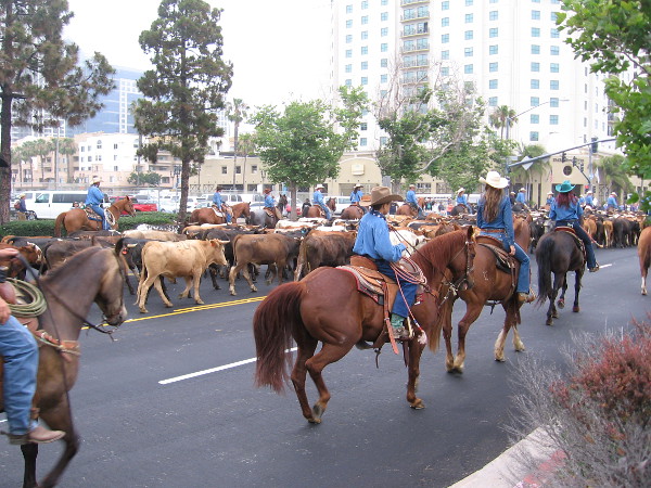 Lots of cowboys on horses and some excited herding dogs lead the cows along the downtown street.