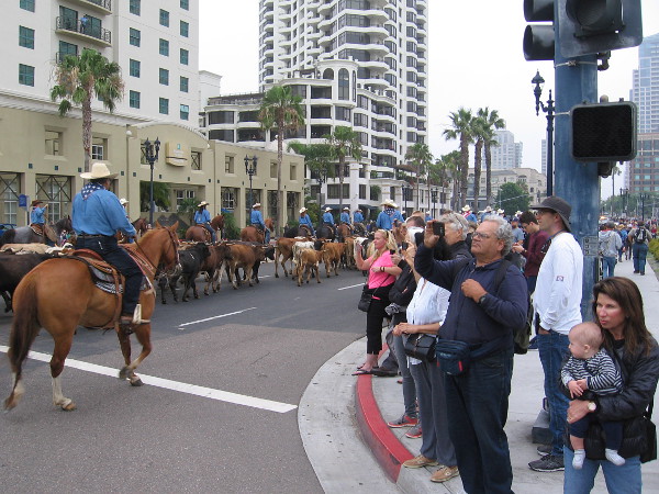 The downtown cattle drive will head along Harbor Drive, turn north up Fifth Avenue, then back head west along Market Street.