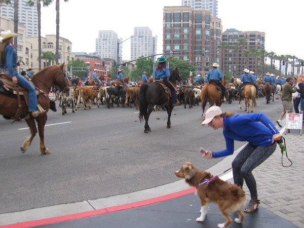 Neither does this city dog! What is going on?