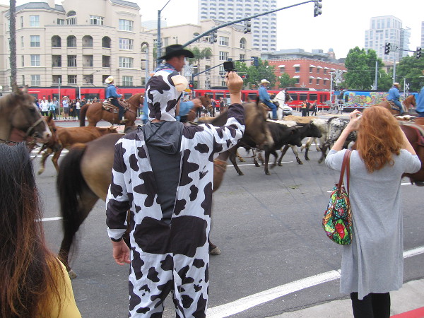 A guy in a crazy cow costume gets a photograph of the cattle drive.