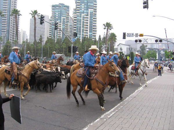 Skyscrapers in the background. The cows didn't seem to notice.