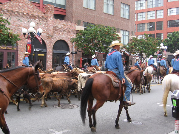 The cattle are driven up Fifth Avenue into the heart of San Diego.