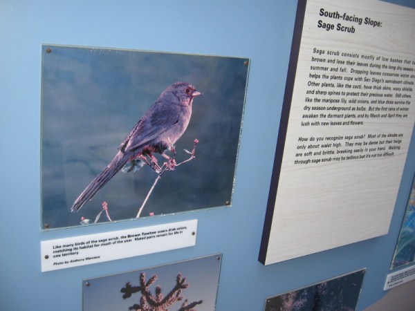 The Brown Towhee is one of many birds one might spot in the canyon.
